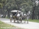 A horse-drawn carriage in Büyükada, one of the Princes' Islands in Istanbul, Turkey